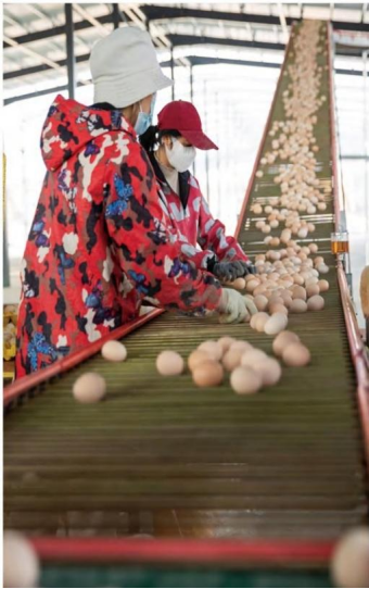 EGG COLLECTION SYSTEM