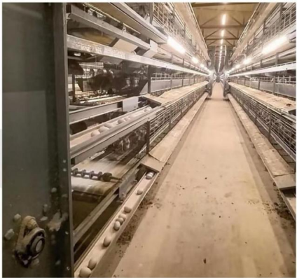 STACKED(H-TYPE)DUCK BREEDING EQUIPMENT
