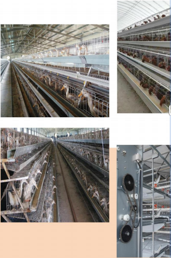 STEP-TYPE(TYPE  A)LAYER  DUCK  EQUIPMENT