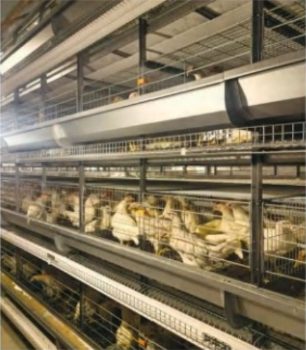 CAGE POSITION DISPLAY