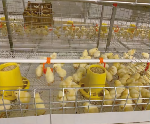 OVERLAPPING-TYPE      BROILER